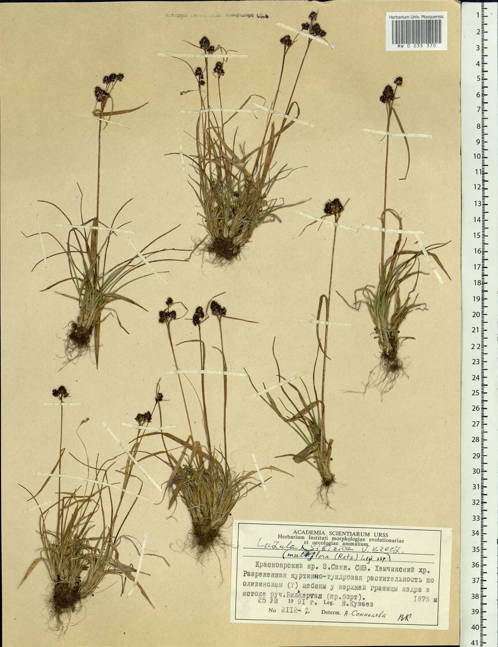 Luzula multiflora subsp. sibirica V. I. Krecz., Siberia, Altai & Sayany Mountains (S2) (Russia)
