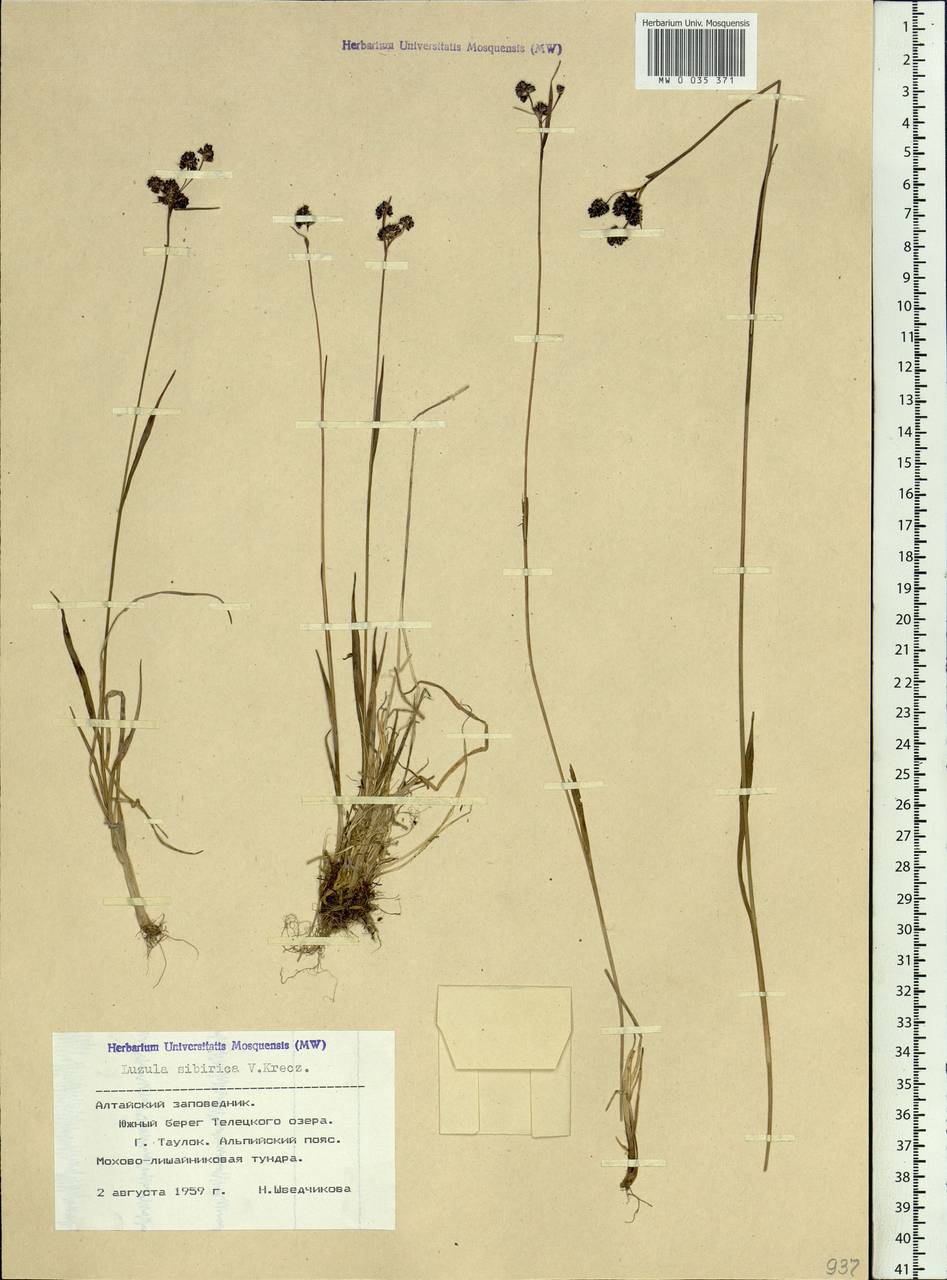 Luzula multiflora subsp. sibirica V.I.Krecz., Siberia, Altai & Sayany Mountains (S2) (Russia)