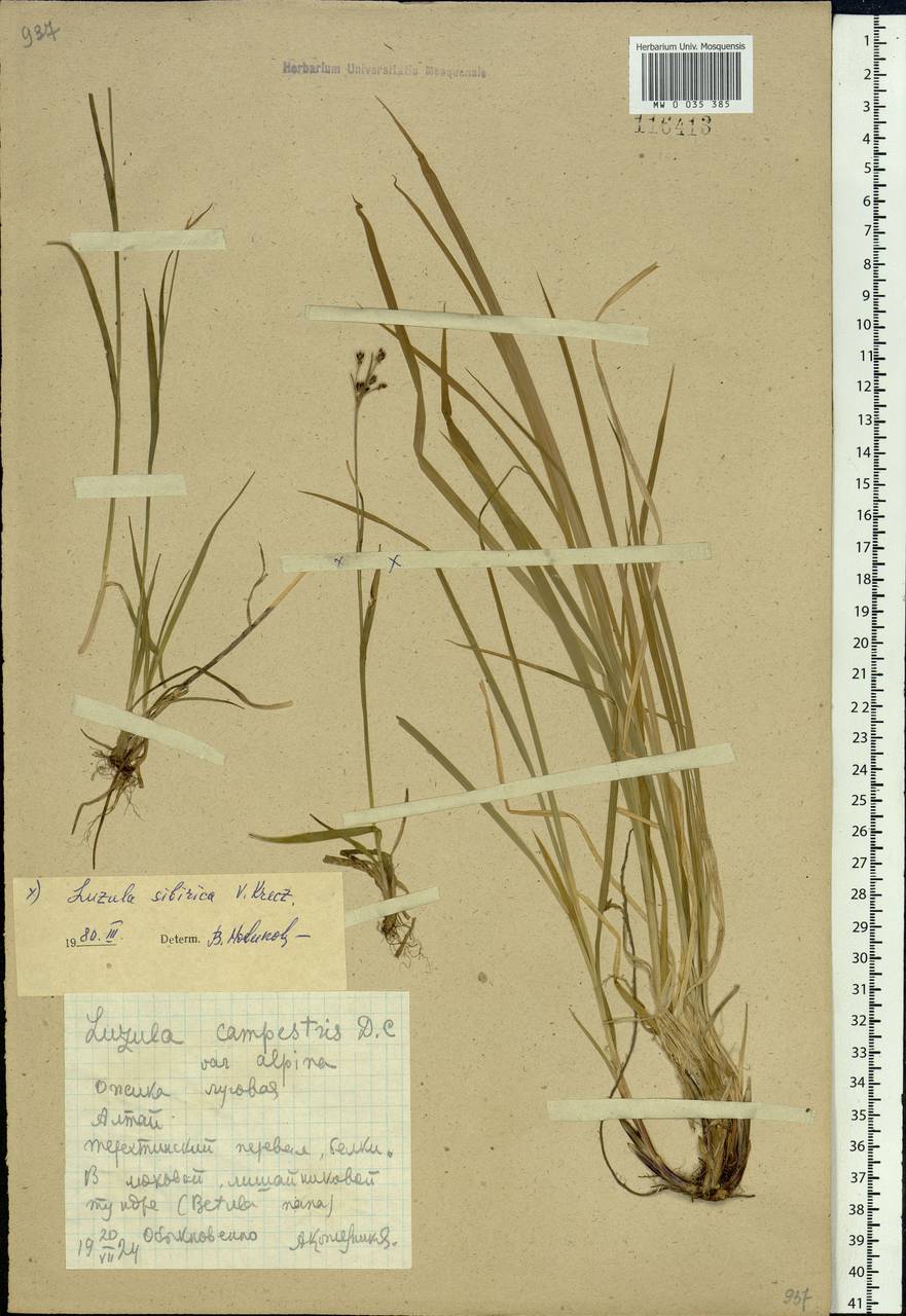 Luzula multiflora subsp. sibirica V.I.Krecz., Siberia, Altai & Sayany Mountains (S2) (Russia)