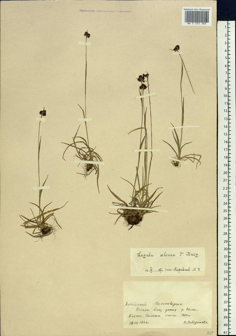 Luzula multiflora subsp. sibirica V.I.Krecz., Siberia, Altai & Sayany Mountains (S2) (Russia)