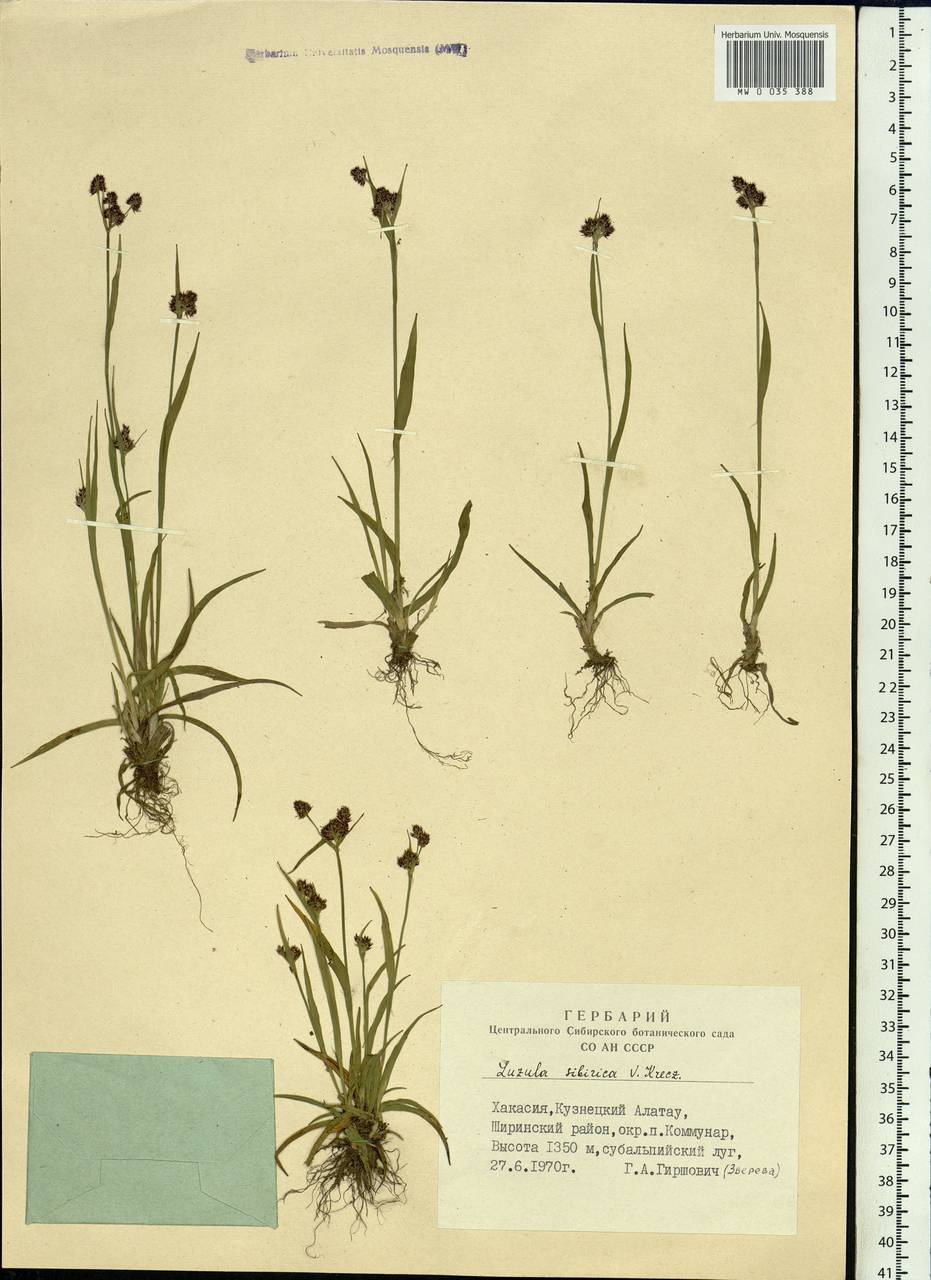 Luzula multiflora subsp. sibirica V.I.Krecz., Siberia, Altai & Sayany Mountains (S2) (Russia)