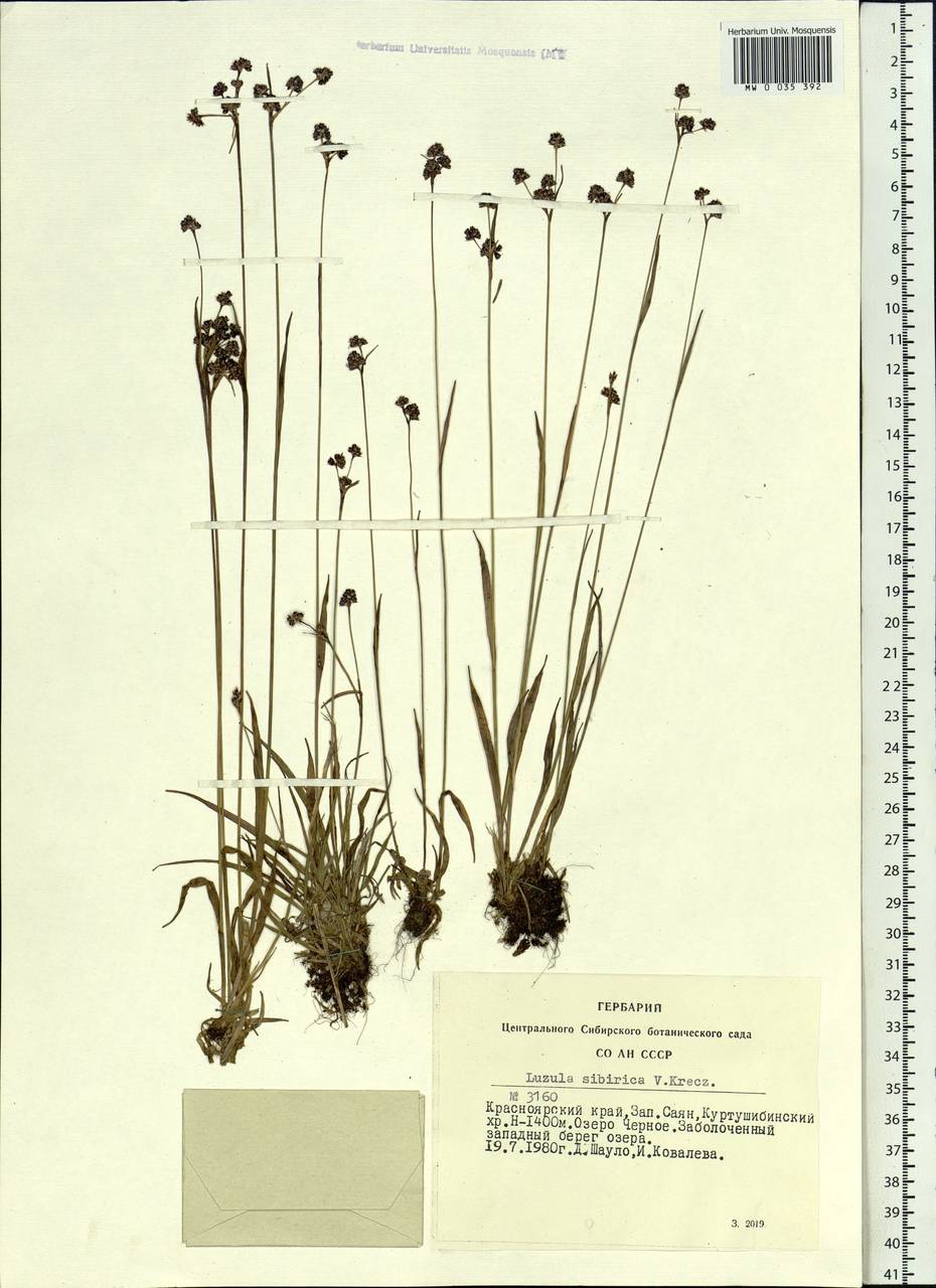 Luzula multiflora subsp. sibirica V.I.Krecz., Siberia, Altai & Sayany Mountains (S2) (Russia)