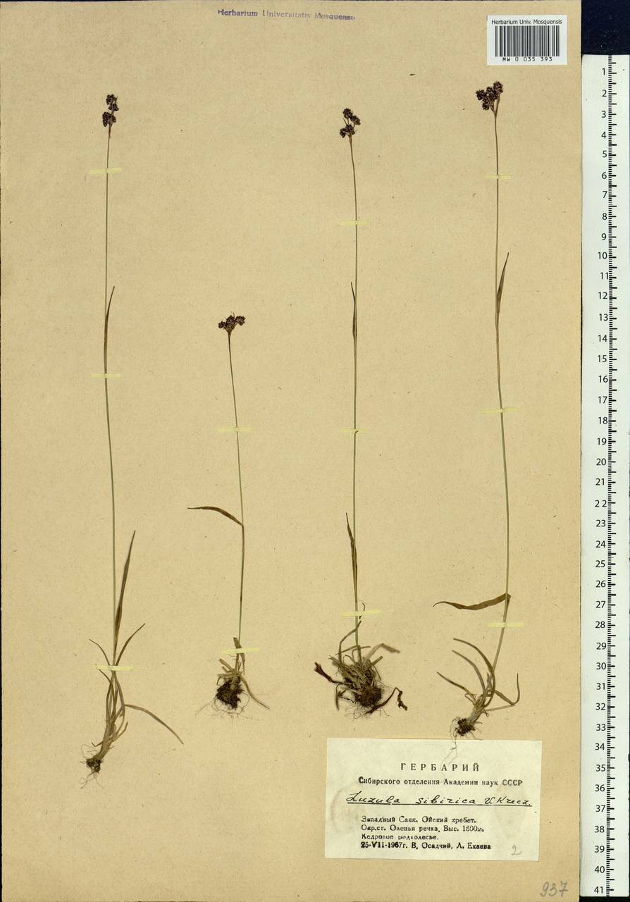 Luzula multiflora subsp. sibirica V.I.Krecz., Siberia, Altai & Sayany Mountains (S2) (Russia)