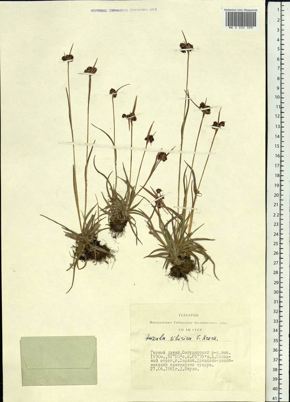 Luzula multiflora subsp. sibirica V.I.Krecz., Siberia, Altai & Sayany Mountains (S2) (Russia)