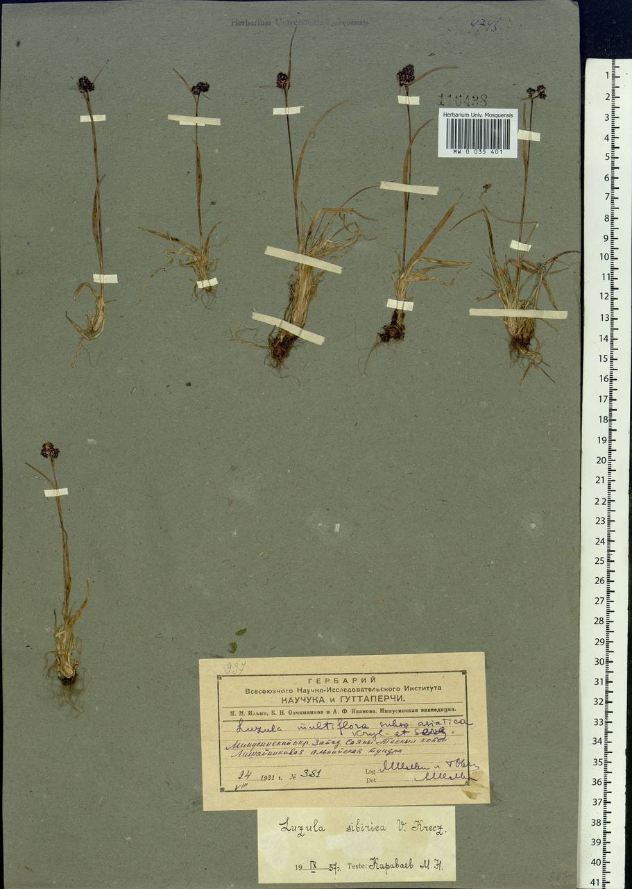 Luzula multiflora subsp. sibirica V.I.Krecz., Siberia, Altai & Sayany Mountains (S2) (Russia)
