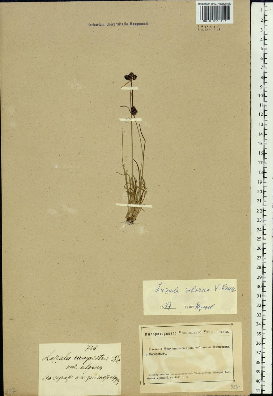 Luzula multiflora subsp. sibirica V. I. Krecz., Siberia, Altai & Sayany Mountains (S2) (Russia)