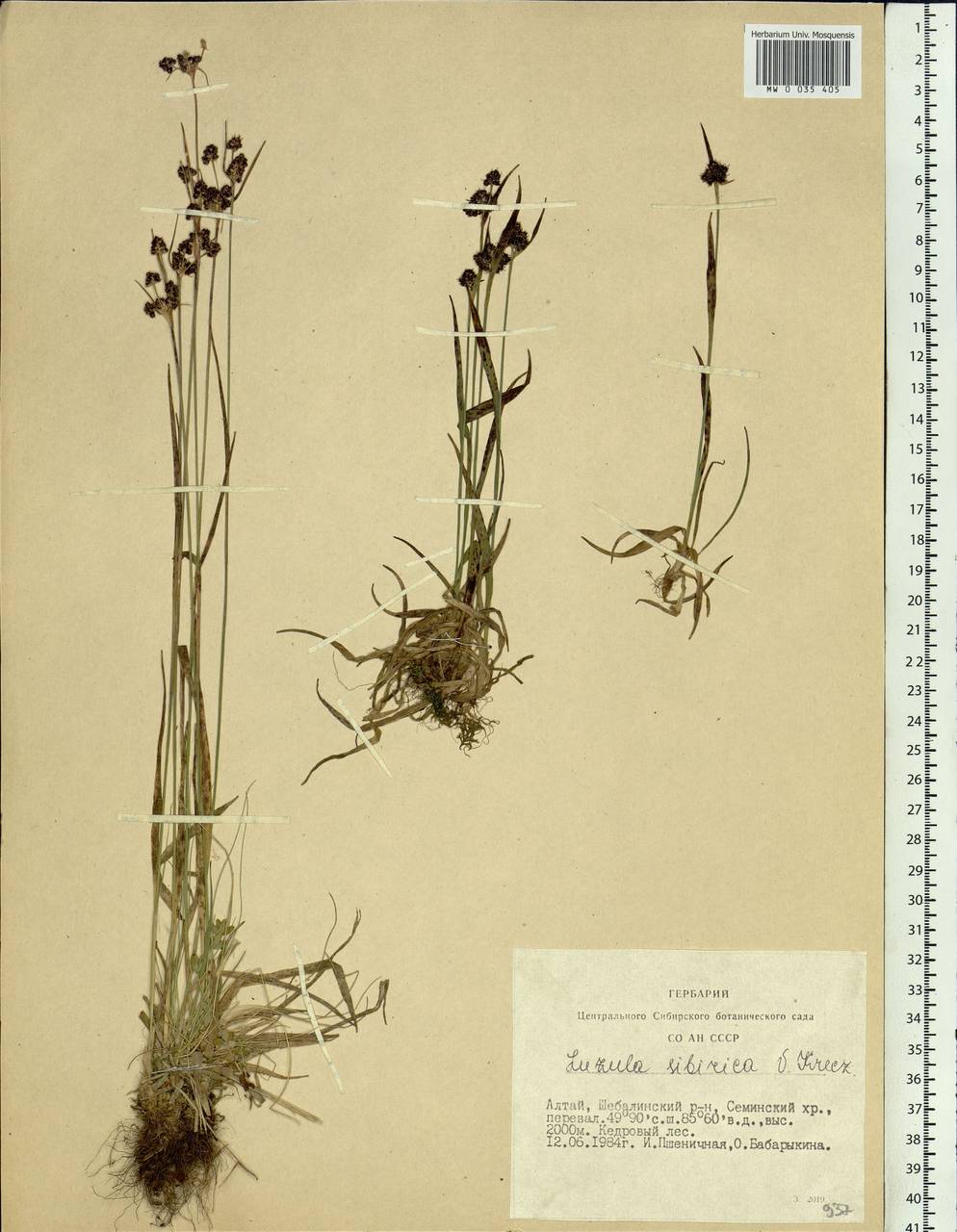 Luzula multiflora subsp. sibirica V. I. Krecz., Siberia, Altai & Sayany Mountains (S2) (Russia)