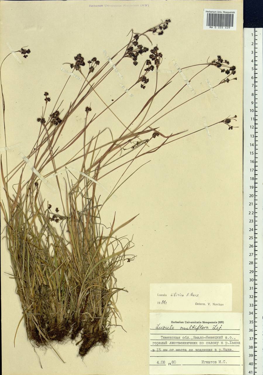 Luzula multiflora subsp. sibirica V.I.Krecz., Siberia, Western Siberia (S1) (Russia)