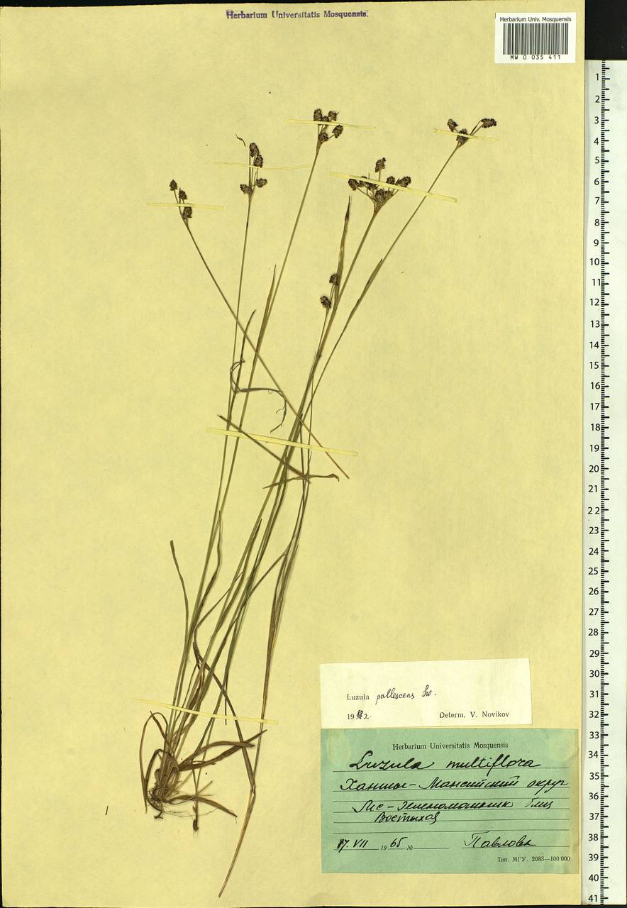 Luzula pallescens Sw., Siberia, Western Siberia (S1) (Russia)