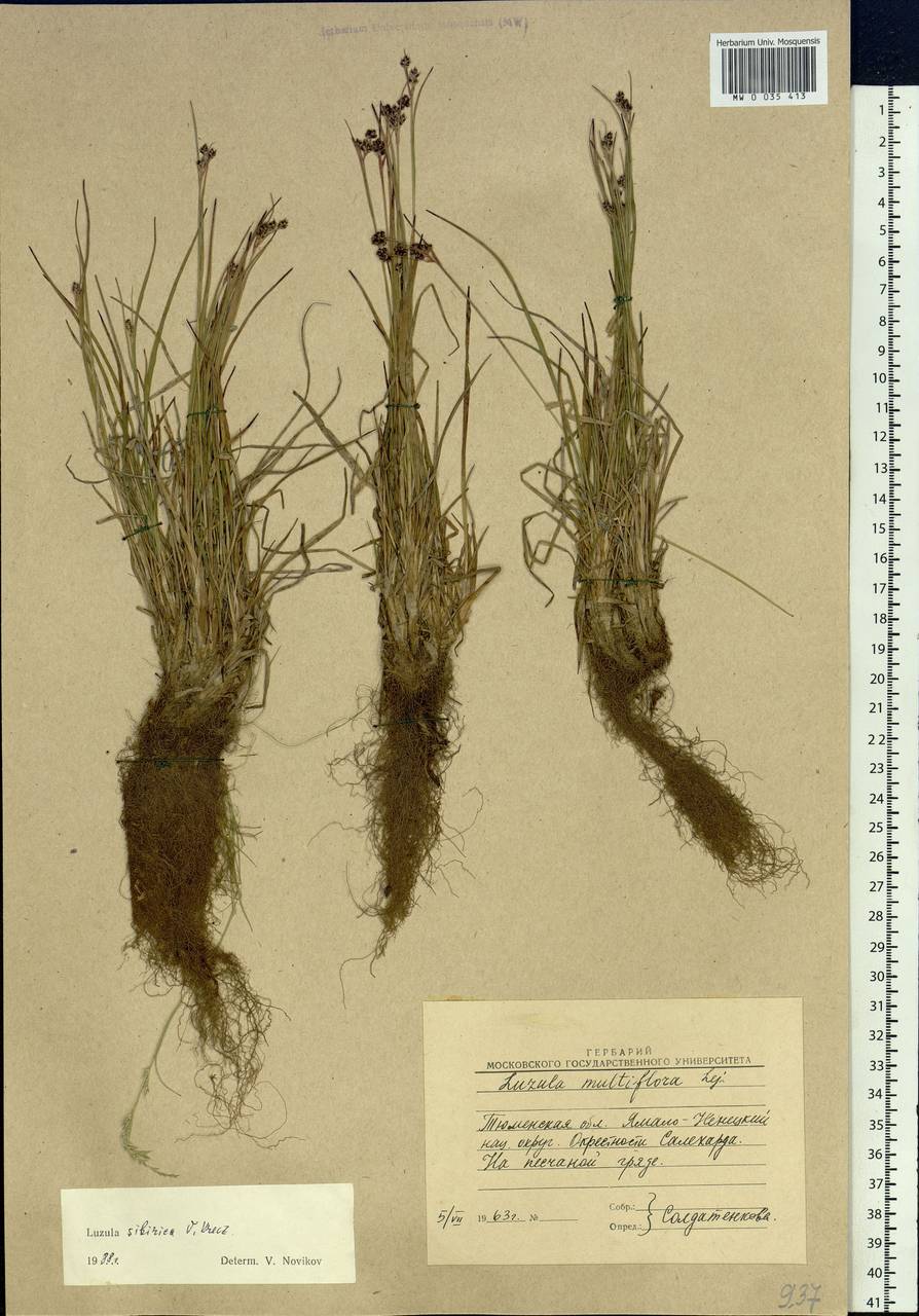 Luzula multiflora subsp. sibirica V.I.Krecz., Siberia, Western Siberia (S1) (Russia)