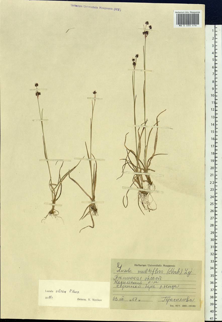 Luzula multiflora subsp. sibirica V.I.Krecz., Siberia, Western Siberia (S1) (Russia)