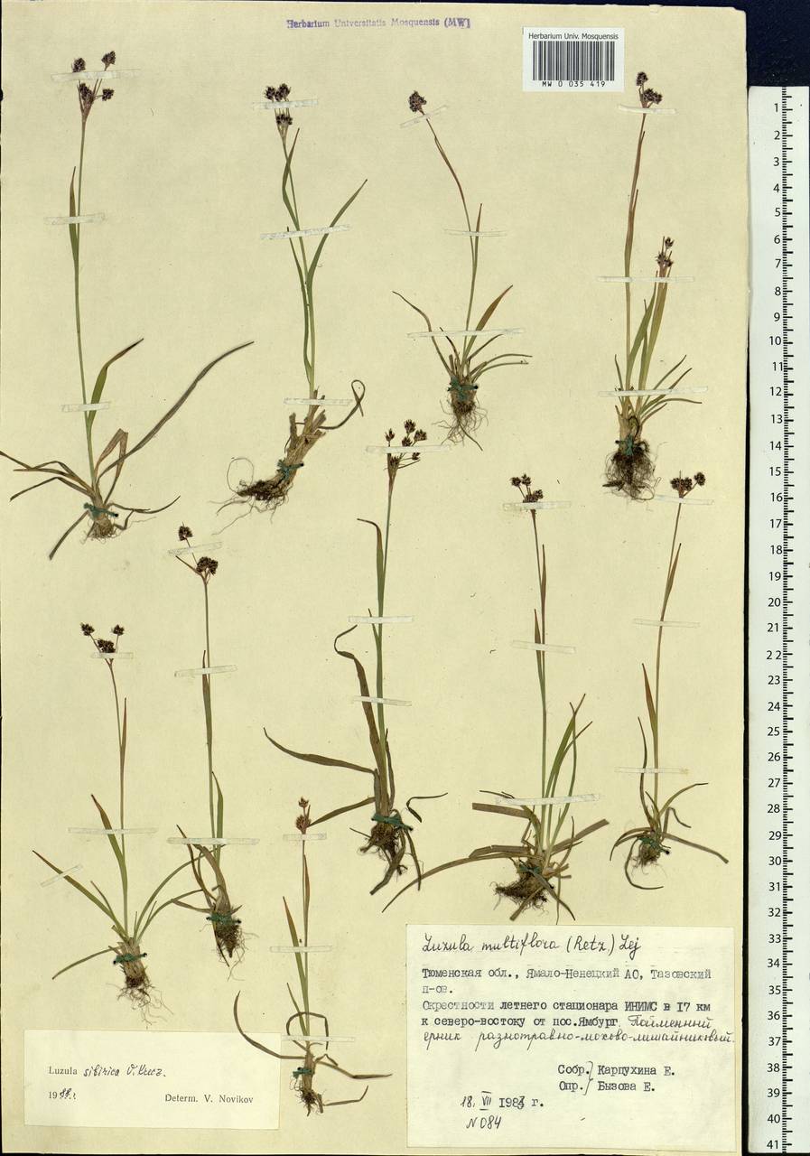 Luzula multiflora subsp. sibirica V.I.Krecz., Siberia, Western Siberia (S1) (Russia)