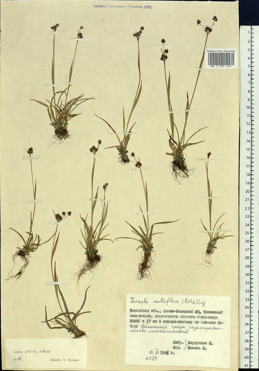 Luzula multiflora subsp. sibirica V.I.Krecz., Siberia, Western Siberia (S1) (Russia)