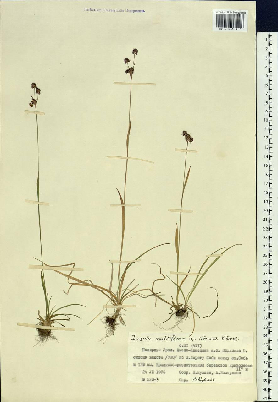 Luzula multiflora subsp. sibirica V.I.Krecz., Siberia, Western Siberia (S1) (Russia)