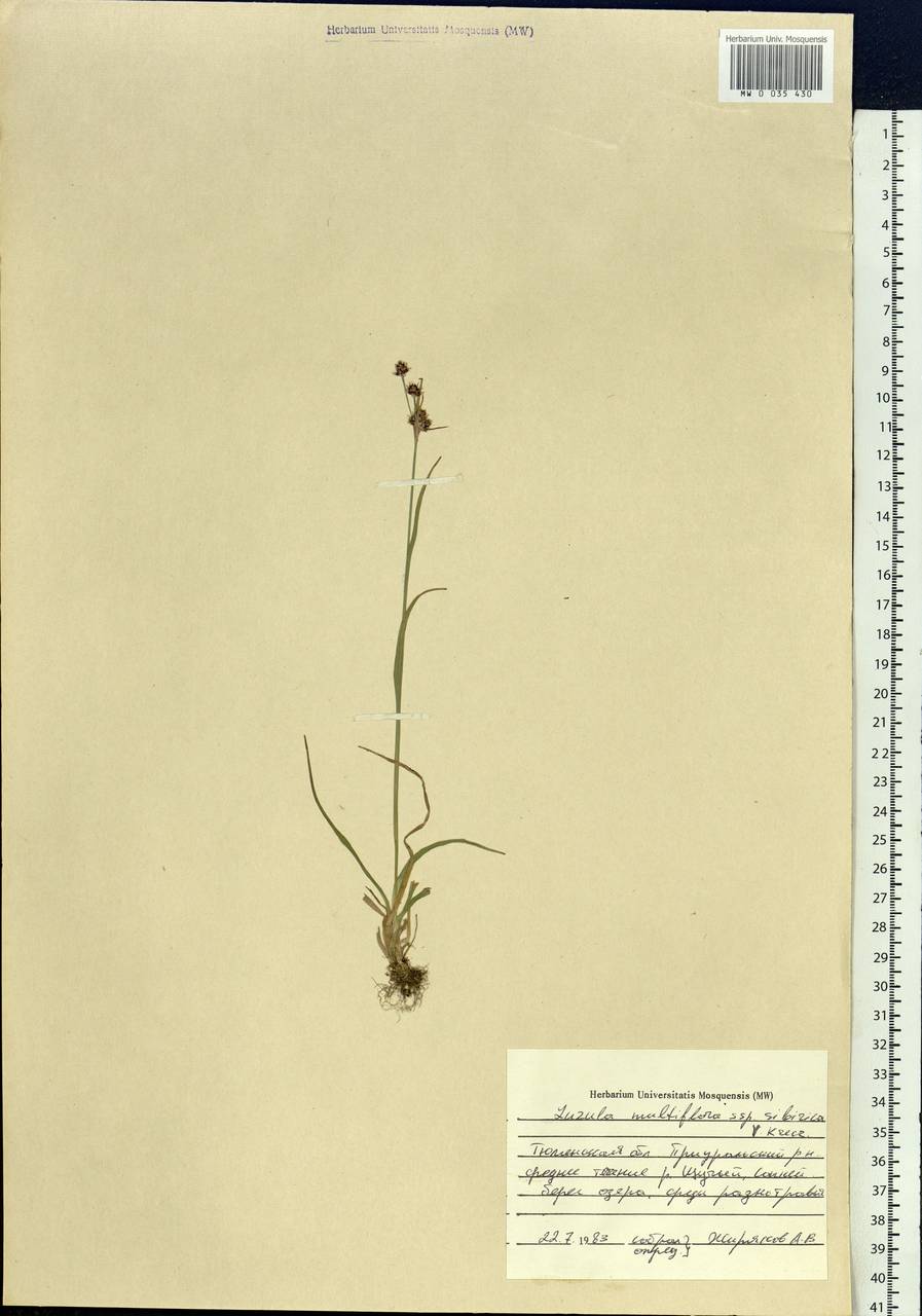 Luzula multiflora subsp. sibirica V.I.Krecz., Siberia, Western Siberia (S1) (Russia)