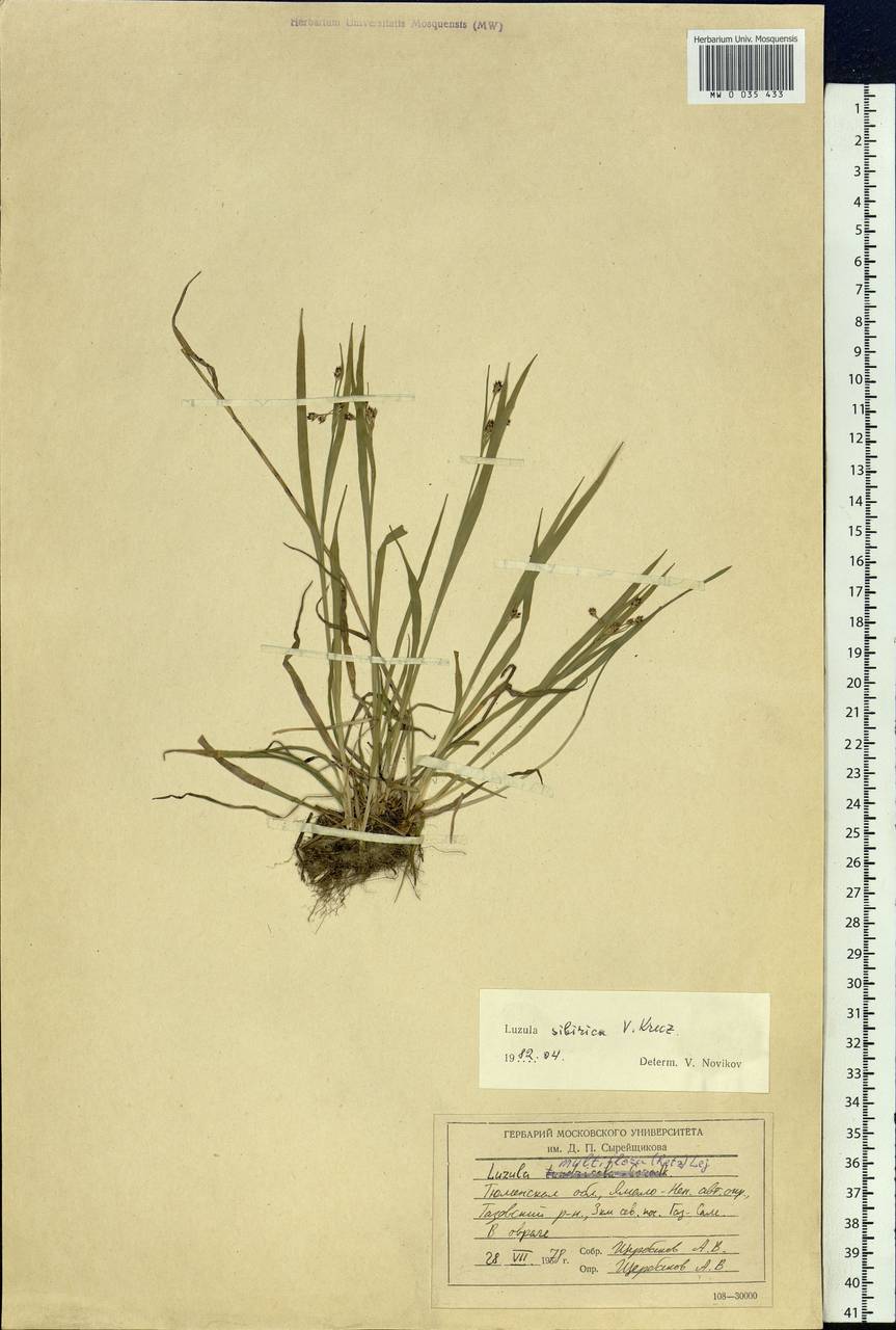 Luzula multiflora subsp. sibirica V.I.Krecz., Siberia, Western Siberia (S1) (Russia)