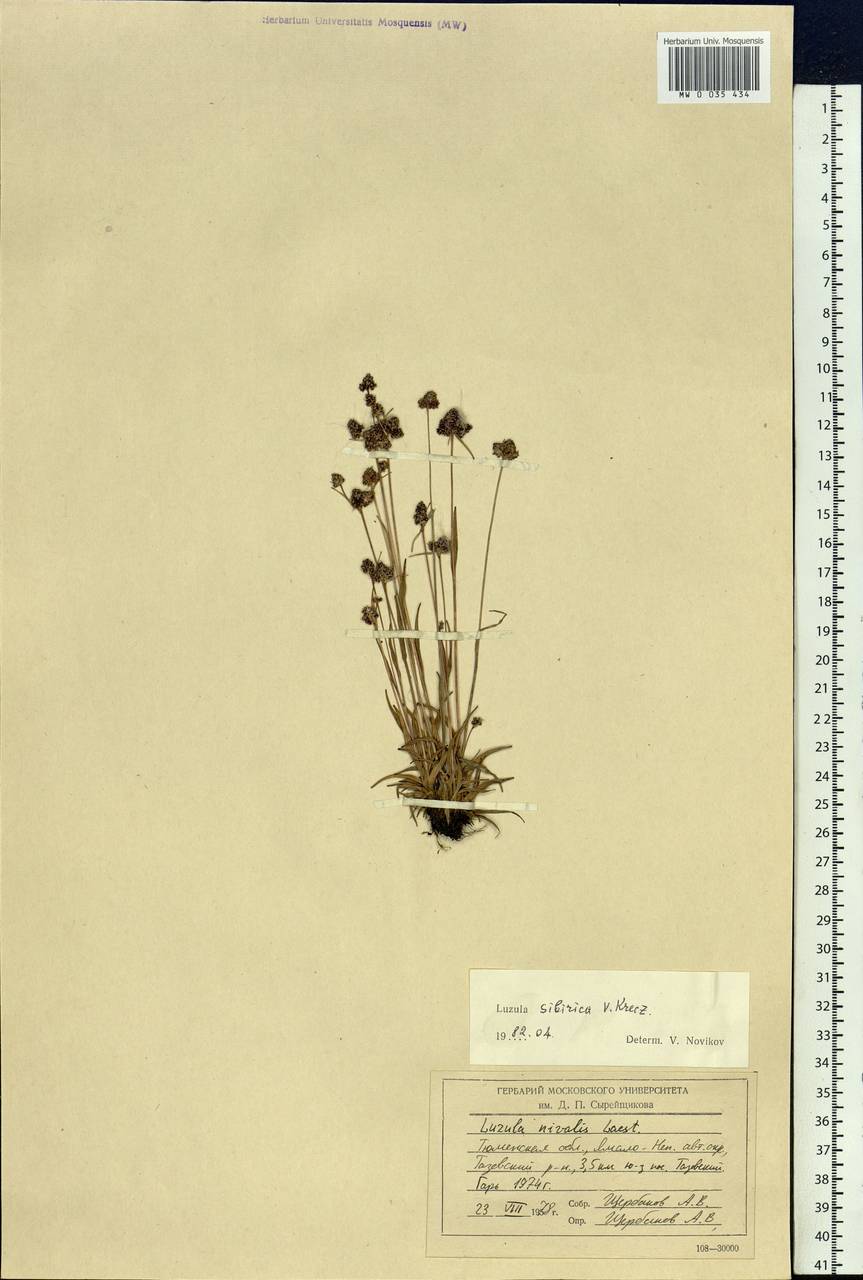 Luzula multiflora subsp. sibirica V.I.Krecz., Siberia, Western Siberia (S1) (Russia)