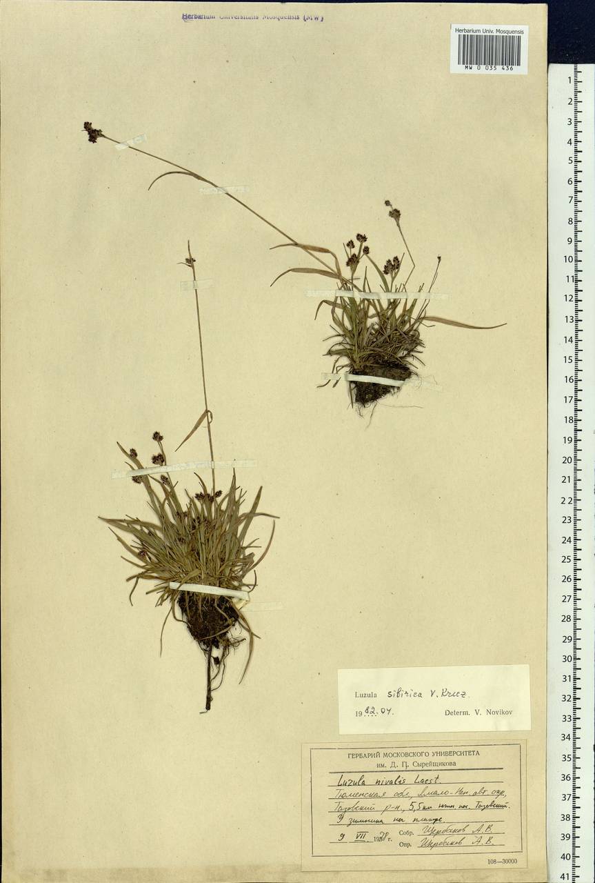 Luzula multiflora subsp. sibirica V.I.Krecz., Siberia, Western Siberia (S1) (Russia)