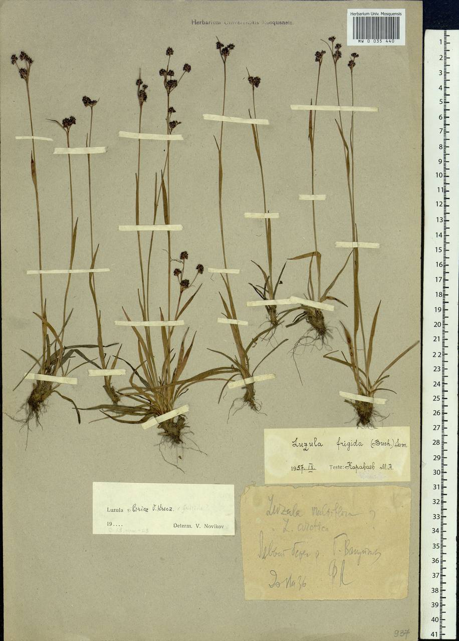 Luzula multiflora subsp. sibirica V.I.Krecz., Siberia, Western Siberia (S1) (Russia)