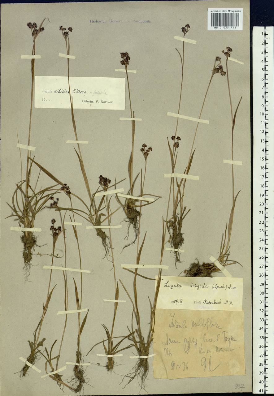 Luzula multiflora subsp. sibirica V.I.Krecz., Siberia, Western Siberia (S1) (Russia)