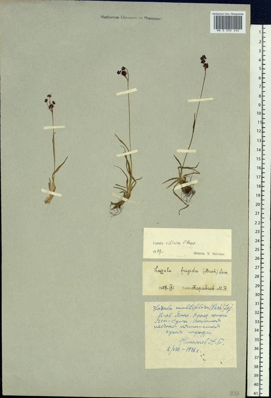 Luzula multiflora subsp. sibirica V.I.Krecz., Siberia, Western Siberia (S1) (Russia)
