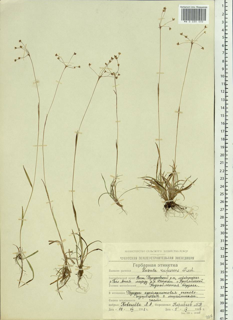 Luzula rufescens Fisch. ex E.Mey., Siberia, Chukotka & Kamchatka (S7) (Russia)