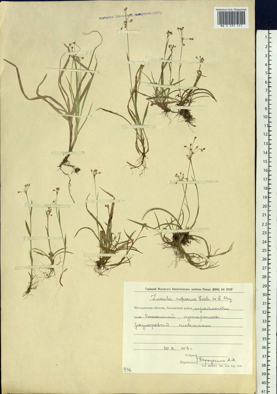 Luzula rufescens Fisch. ex E.Mey., Siberia, Chukotka & Kamchatka (S7) (Russia)