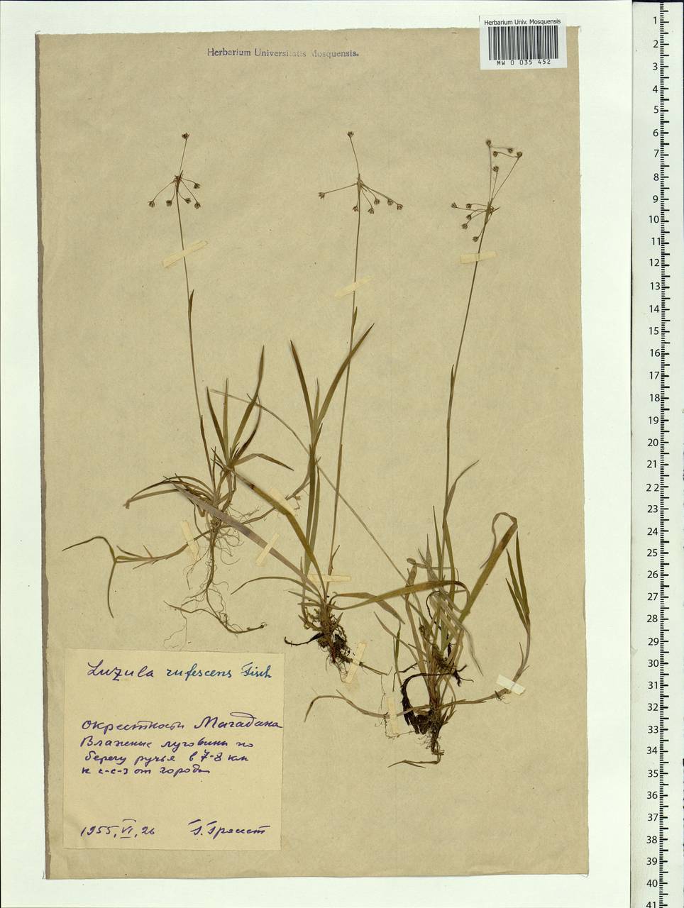 Luzula rufescens Fisch. ex E.Mey., Siberia, Chukotka & Kamchatka (S7) (Russia)