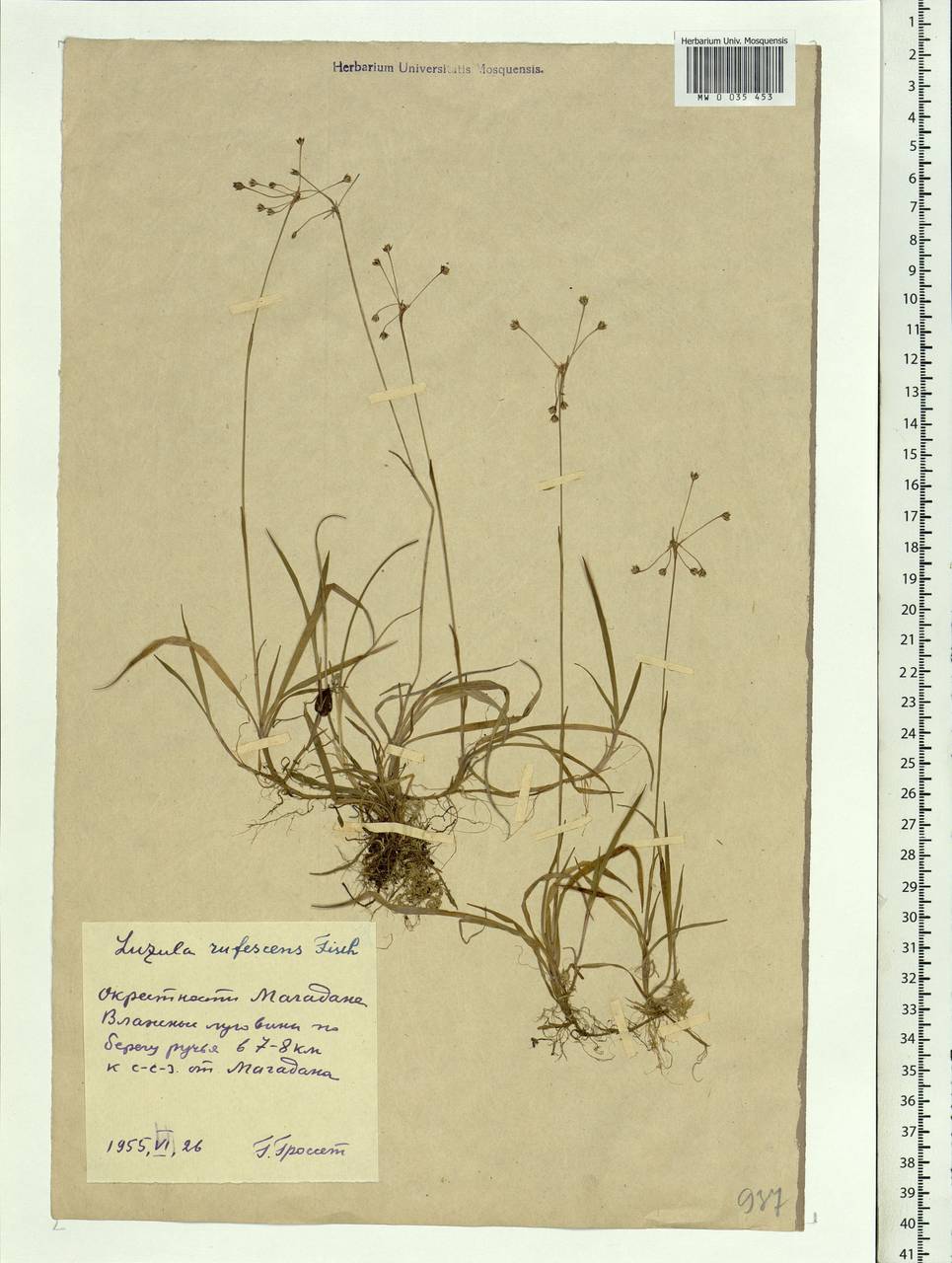 Luzula rufescens Fisch. ex E.Mey., Siberia, Chukotka & Kamchatka (S7) (Russia)