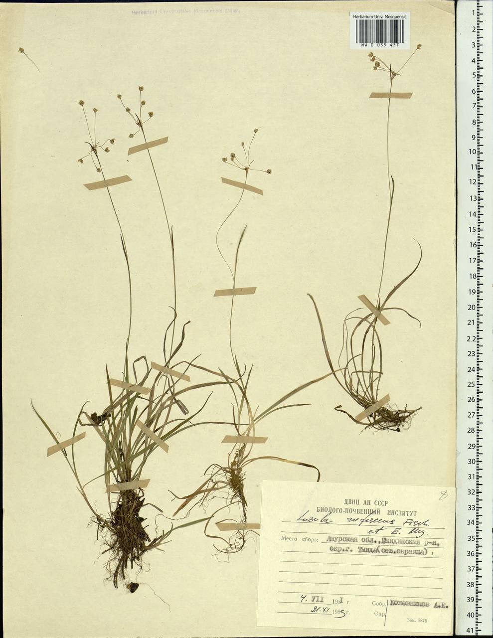 Luzula rufescens Fisch. ex E.Mey., Siberia, Russian Far East (S6) (Russia)