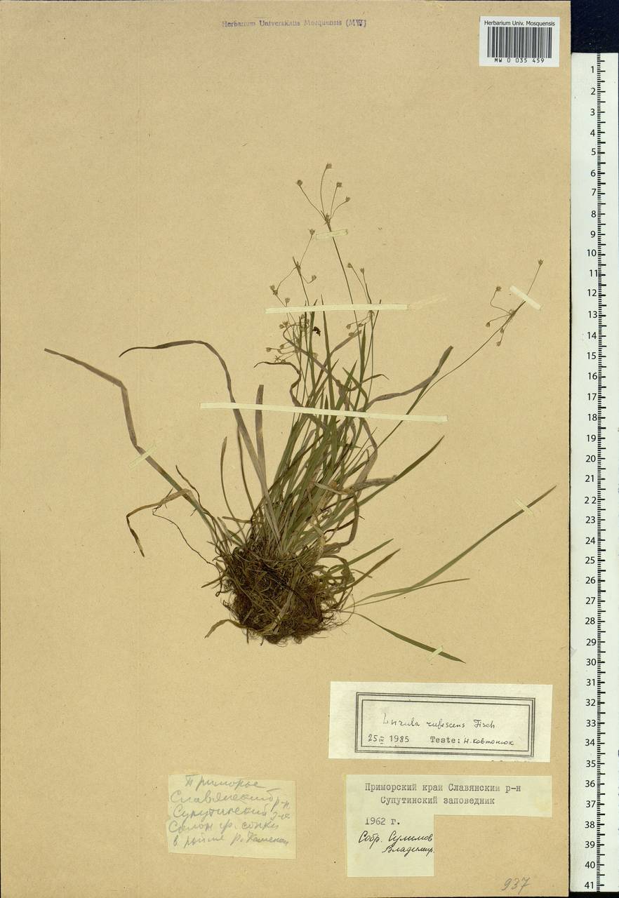 Luzula rufescens Fisch. ex E. Mey., Siberia, Russian Far East (S6) (Russia)