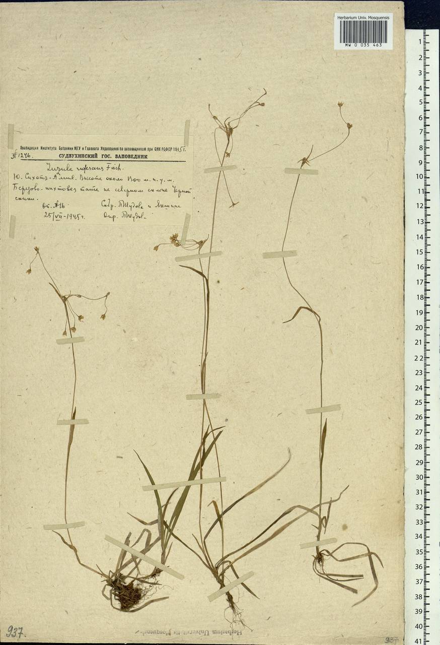 Luzula rufescens Fisch. ex E. Mey., Siberia, Russian Far East (S6) (Russia)