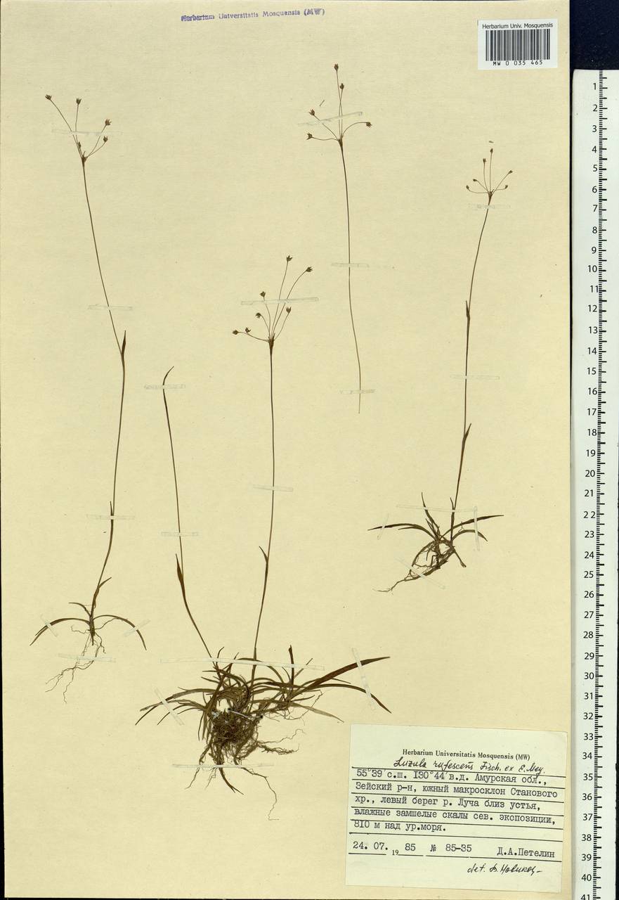 Luzula rufescens Fisch. ex E.Mey., Siberia, Russian Far East (S6) (Russia)