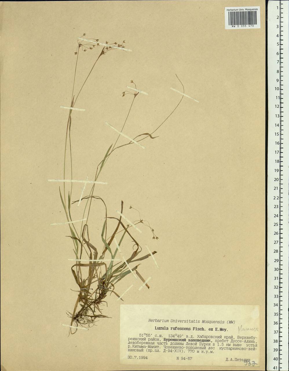 Luzula rufescens Fisch. ex E.Mey., Siberia, Russian Far East (S6) (Russia)