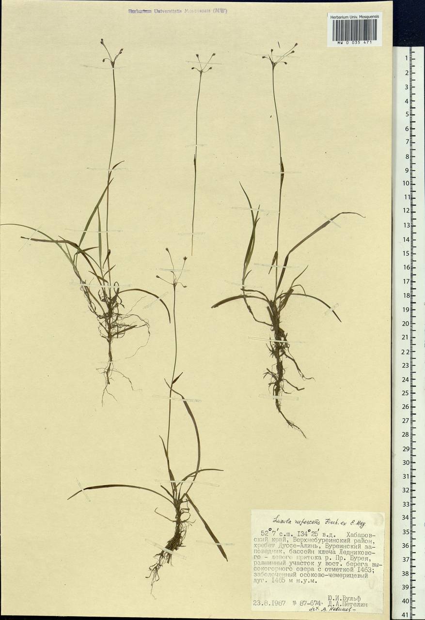 Luzula rufescens Fisch. ex E.Mey., Siberia, Russian Far East (S6) (Russia)