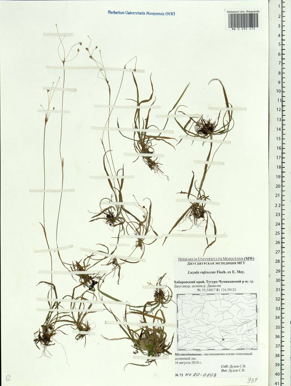 Luzula rufescens Fisch. ex E.Mey., Siberia, Russian Far East (S6) (Russia)
