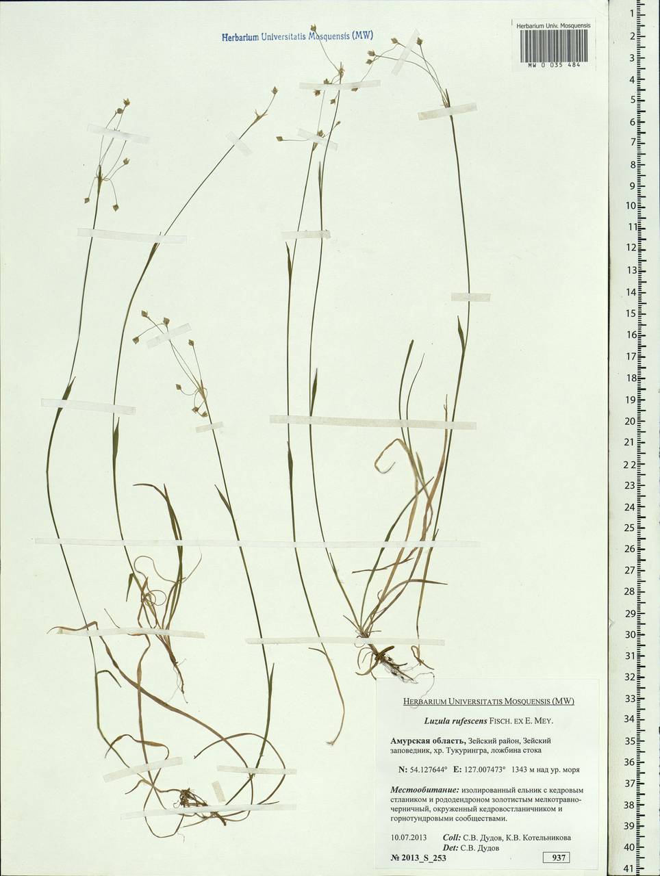 Luzula rufescens Fisch. ex E.Mey., Siberia, Russian Far East (S6) (Russia)