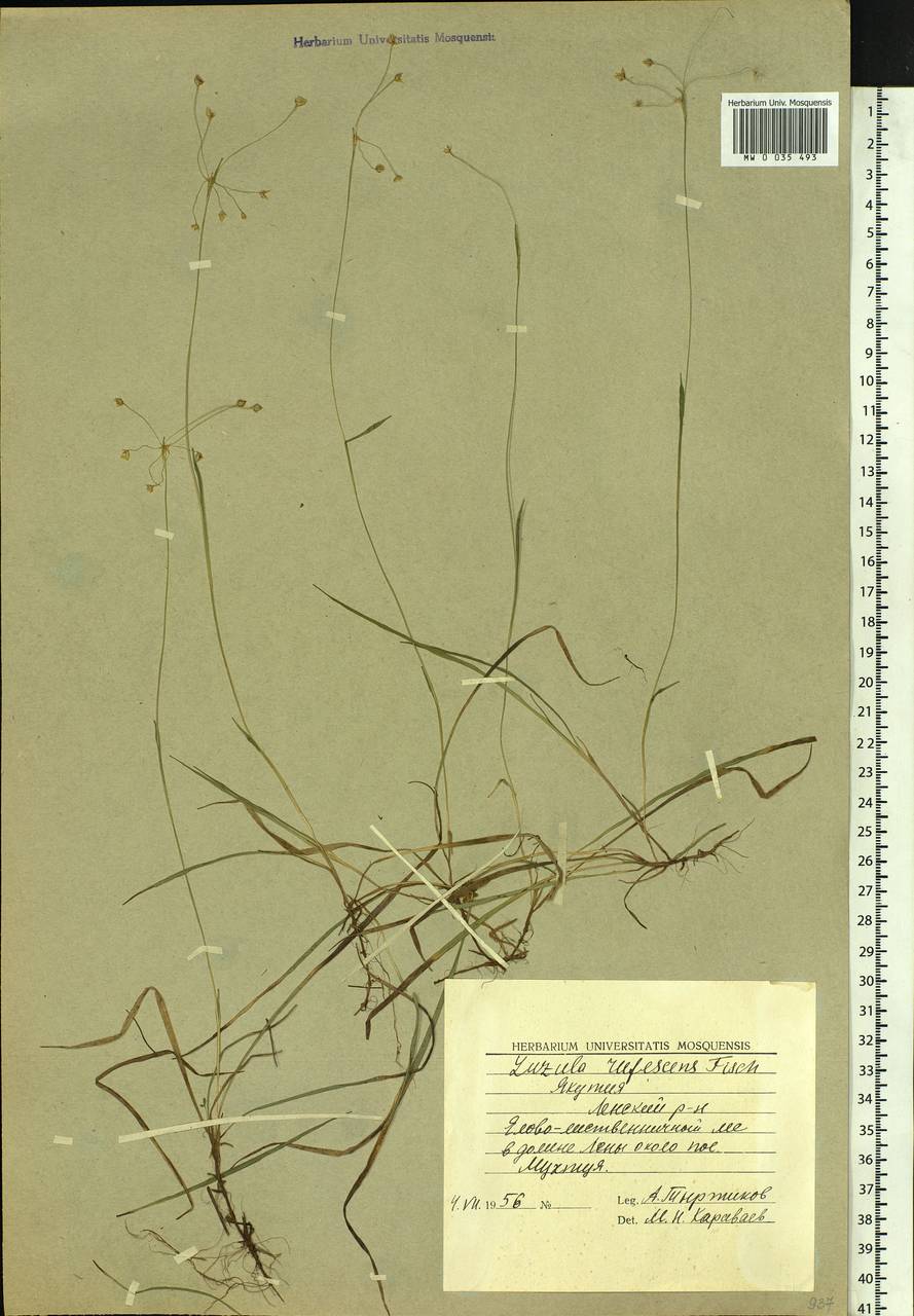 Luzula rufescens Fisch. ex E.Mey., Siberia, Yakutia (S5) (Russia)