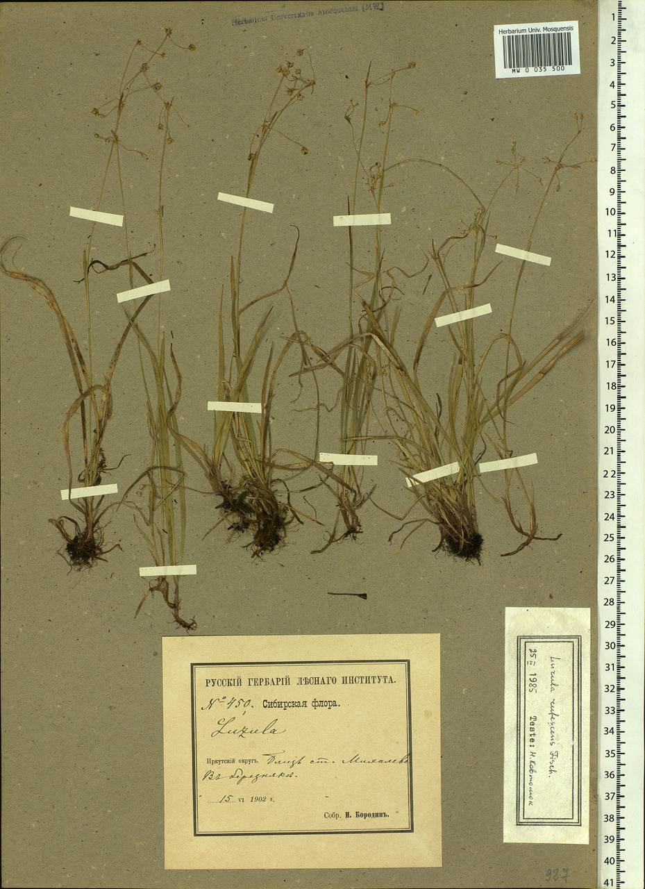 Luzula rufescens Fisch. ex E.Mey., Siberia, Baikal & Transbaikal region (S4) (Russia)