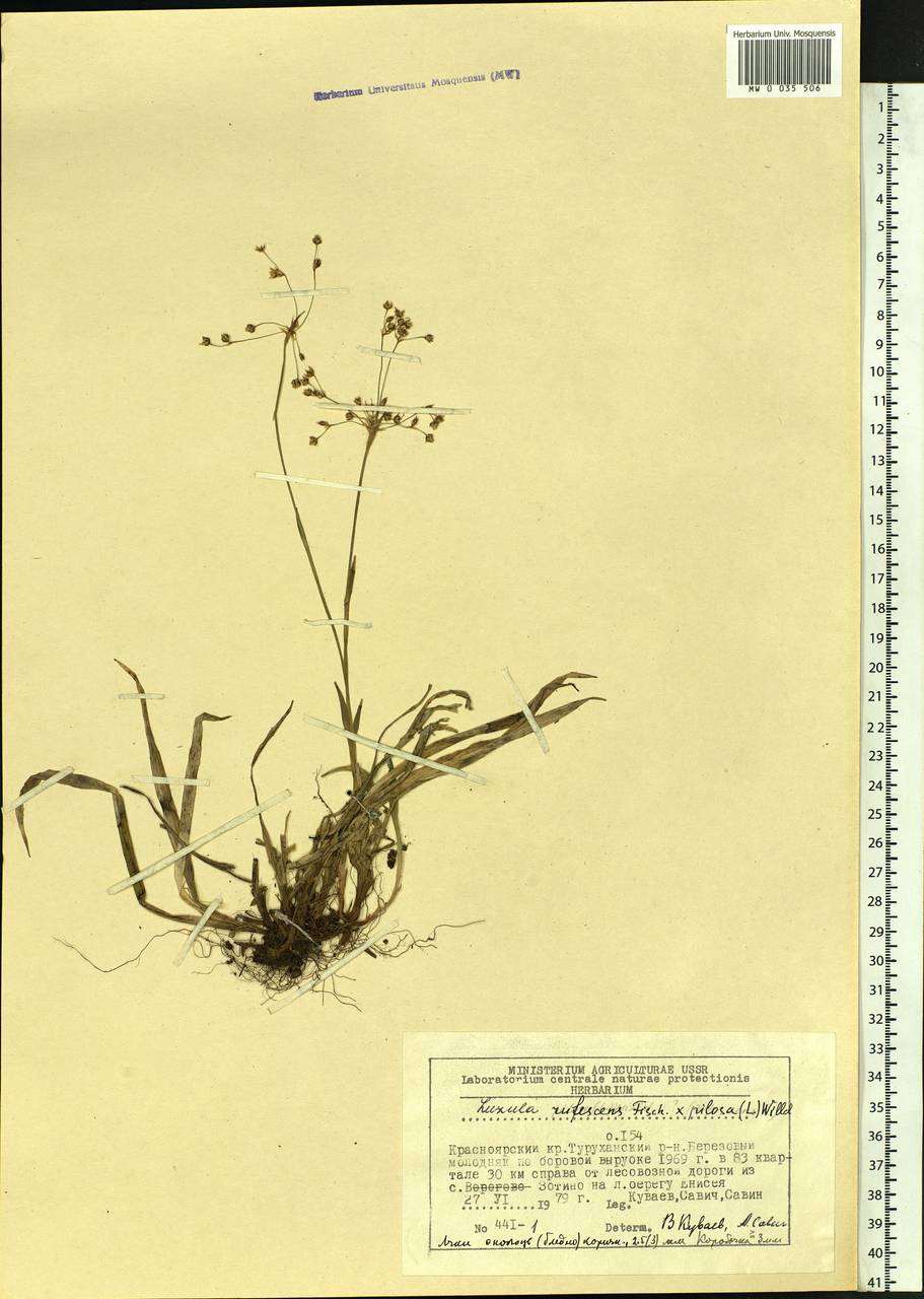 Luzula rufescens Fisch. ex E.Mey., Siberia, Central Siberia (S3) (Russia)