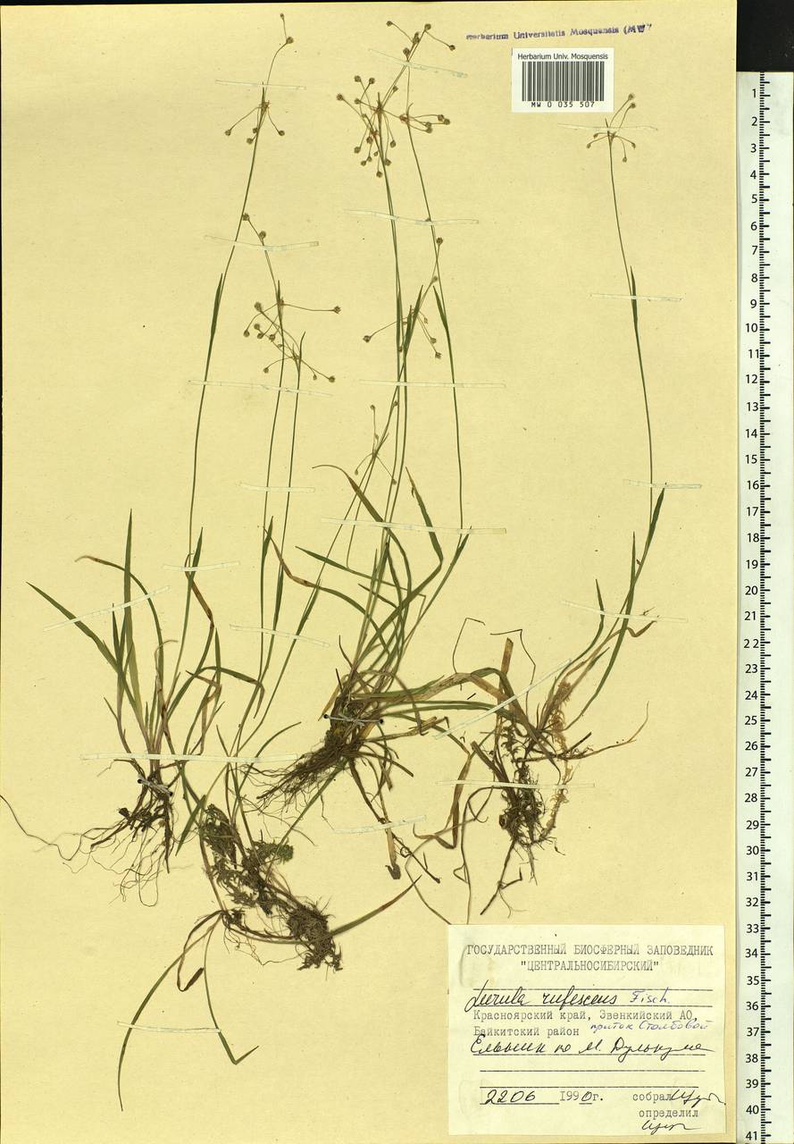 Luzula rufescens Fisch. ex E.Mey., Siberia, Central Siberia (S3) (Russia)