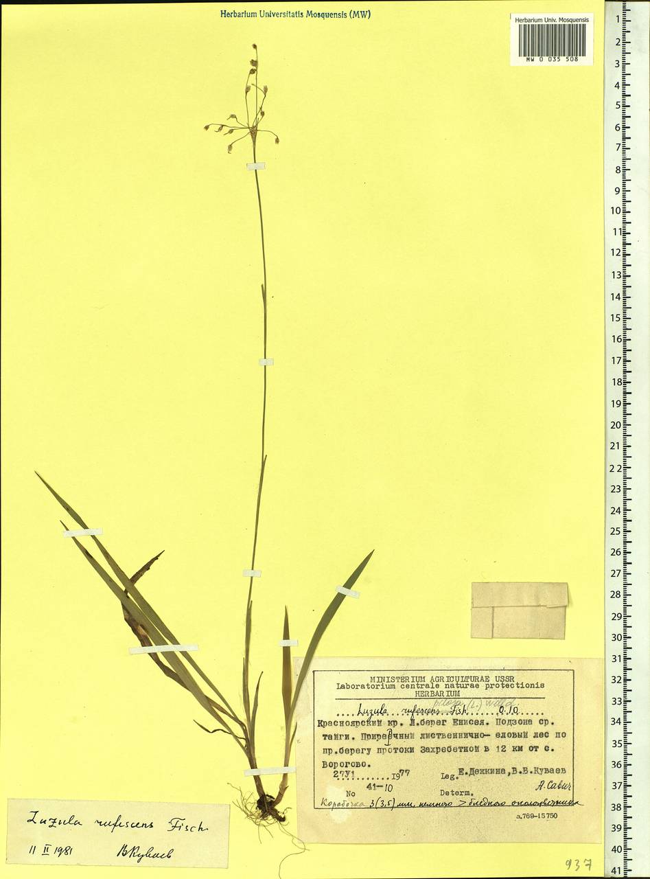 Luzula rufescens Fisch. ex E.Mey., Siberia, Central Siberia (S3) (Russia)
