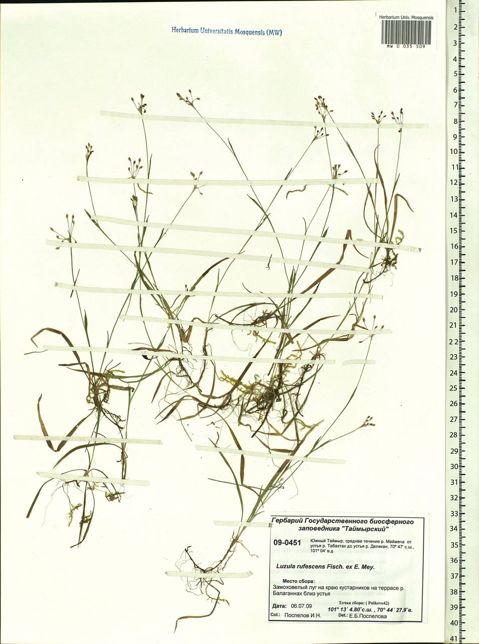 Luzula rufescens Fisch. ex E. Mey., Siberia, Central Siberia (S3) (Russia)