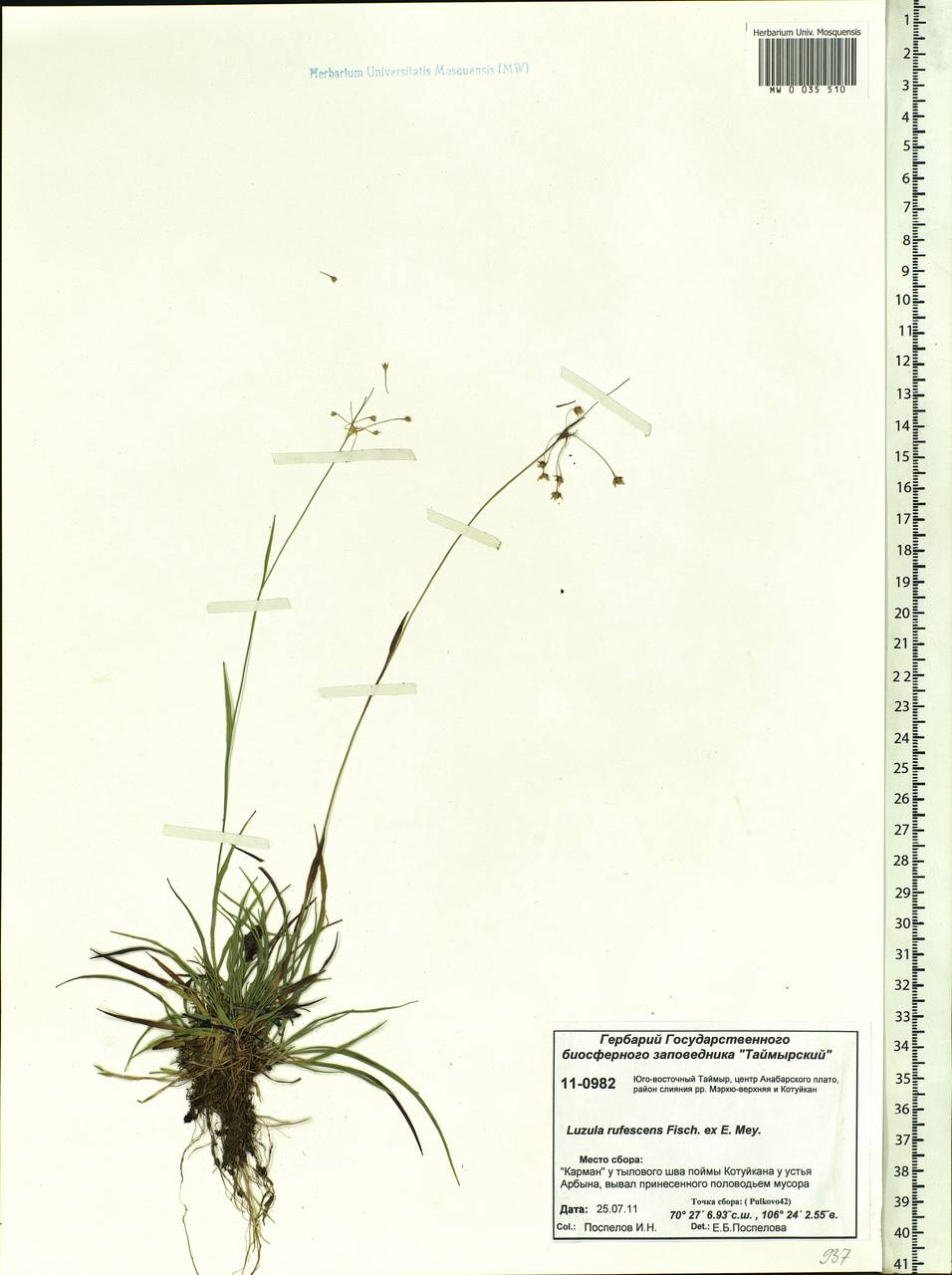 Luzula rufescens Fisch. ex E. Mey., Siberia, Central Siberia (S3) (Russia)