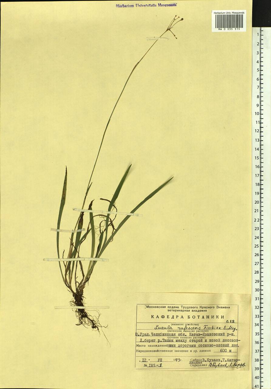 Luzula rufescens Fisch. ex E.Mey., Eastern Europe, Eastern region (E10) (Russia)