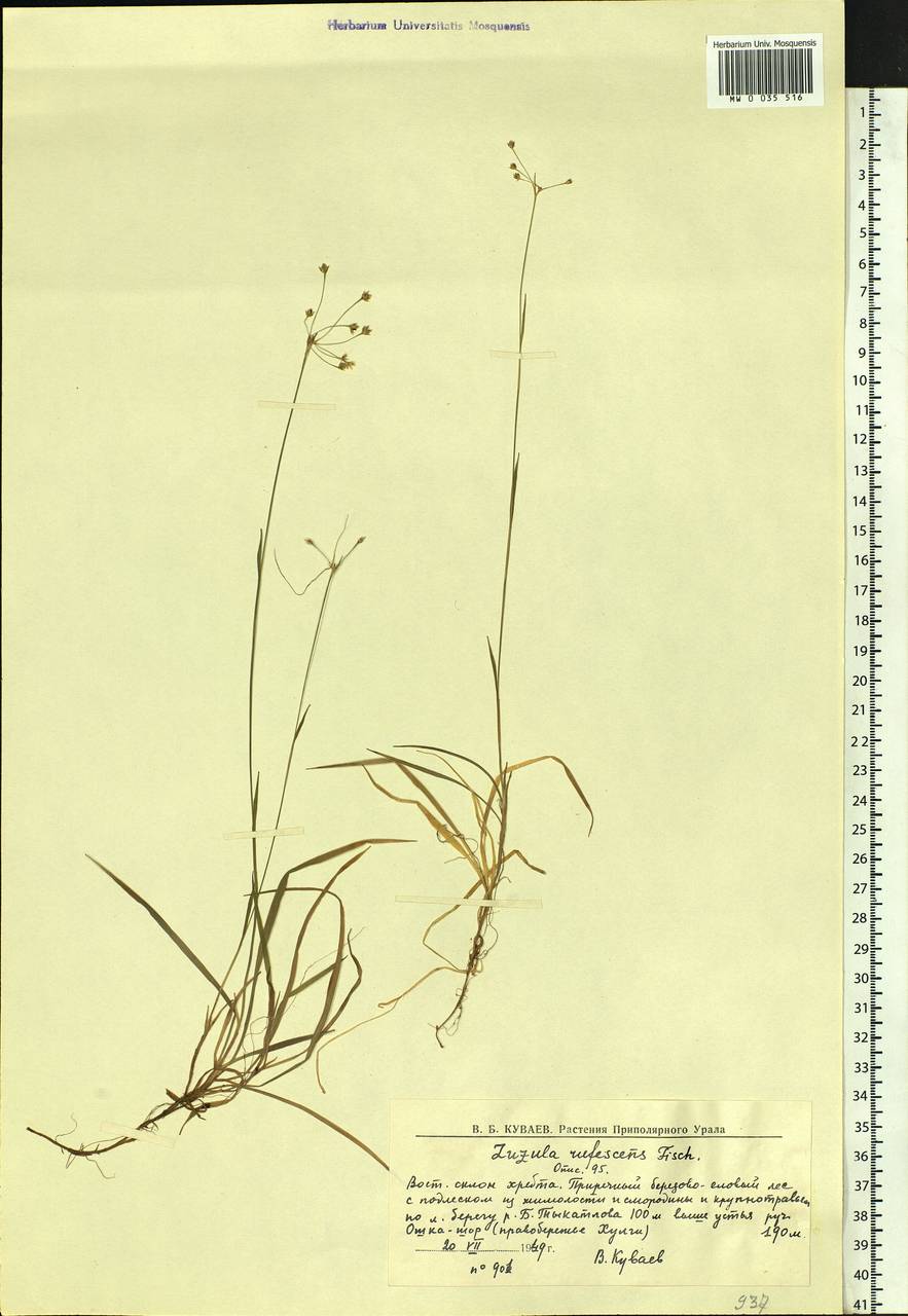 Luzula rufescens Fisch. ex E.Mey., Siberia, Western Siberia (S1) (Russia)