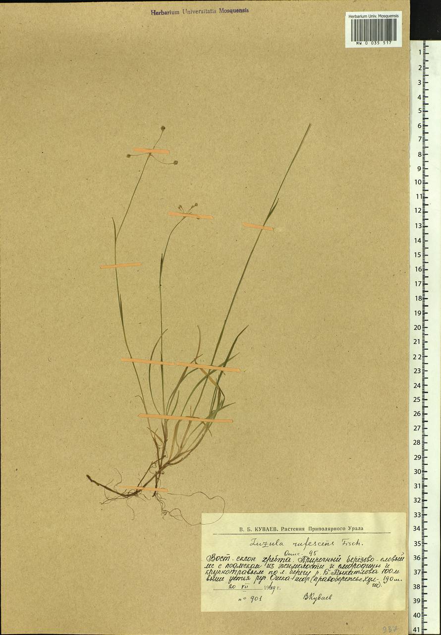 Luzula rufescens Fisch. ex E.Mey., Siberia, Western Siberia (S1) (Russia)