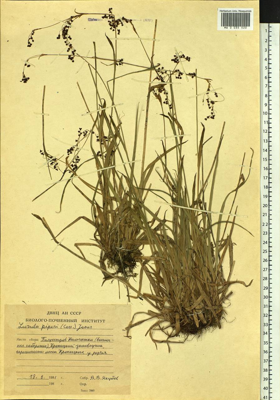 Luzula piperi (Coville) M.E.Jones, Siberia, Chukotka & Kamchatka (S7) (Russia)