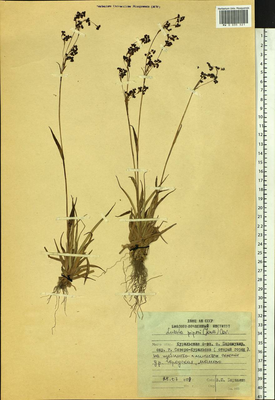 Luzula piperi (Coville) M. E. Jones, Siberia, Russian Far East (S6) (Russia)