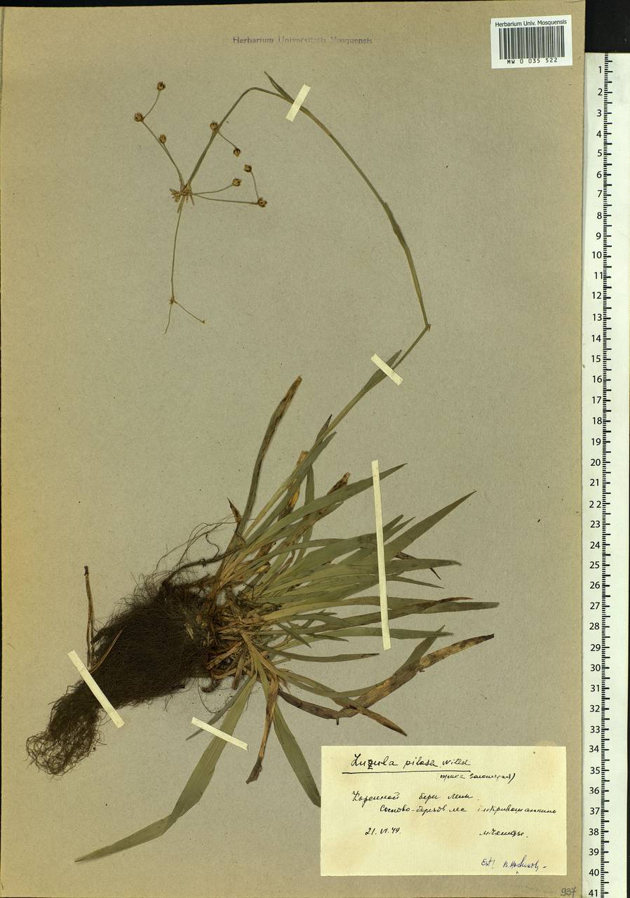 Luzula pilosa (L.) Willd., Siberia, Yakutia (S5) (Russia)